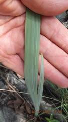 Gladiolus serpenticola