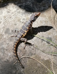 Pseudocordylus microlepidotus