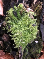 Sciuro-hypnum populeum