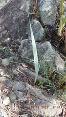 Gladiolus serpenticola
