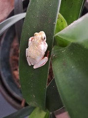 Hyperolius marmoratus