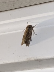 Spodoptera eridania