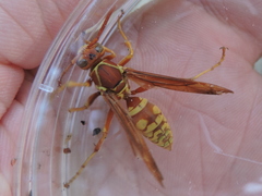 Polistes apachus texanus
