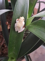 Hyperolius marmoratus