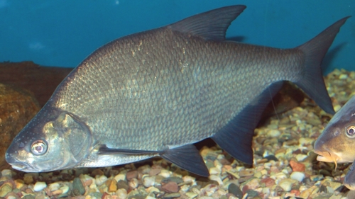 Common Bream (Fish of Serbia - guide) · iNaturalist