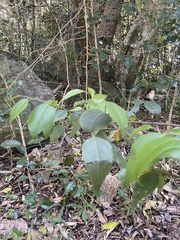 Maytenus acuminata