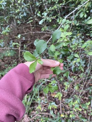 Putterlickia verrucosa