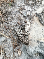 Aonyx capensis capensis