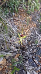 Caladenia lobata