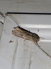 Spodoptera eridania
