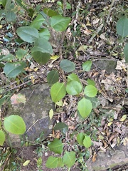 Maytenus acuminata