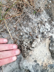 Aonyx capensis capensis