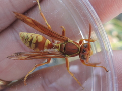 Polistes apachus texanus