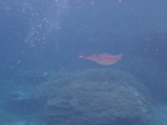Sepioteuthis lessoniana
