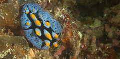 Phyllidia picta