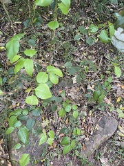 Maytenus acuminata