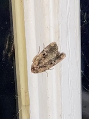 Elaphria chalcedonia