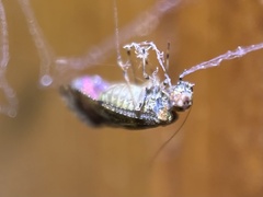 Nimbopsocus