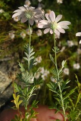 Lidbeckia pectinata