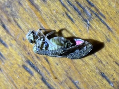 Nimbopsocus