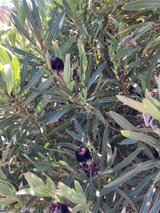 Protea lepidocarpodendron