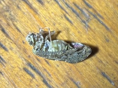 Nimbopsocus