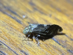 Nimbopsocus