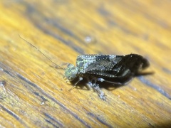 Nimbopsocus
