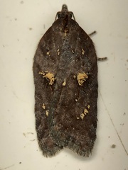 Acleris celiana