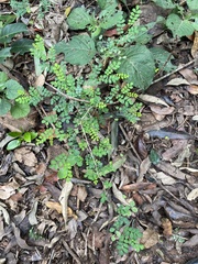 Indigofera micrantha