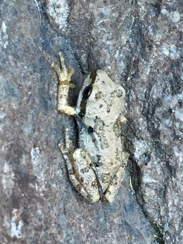 iNaturalist observation photo of Pacific chorus frog