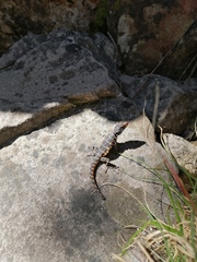 Pseudocordylus microlepidotus