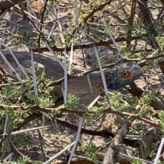 Agama aculeata