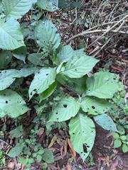 Isoglossa woodii