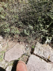 Tropidosaura gularis