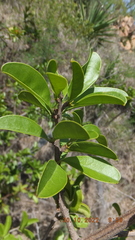 Ximenia caffra