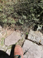 Tropidosaura gularis