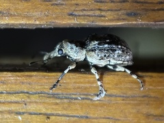Anthribinae