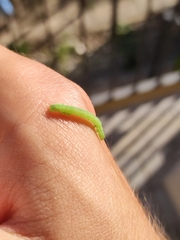 Chrysodeixis chalcites
