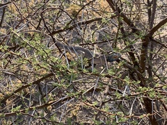Agama aculeata