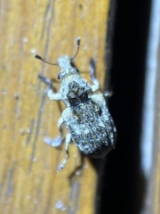 Anthribinae