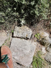 Tropidosaura gularis