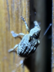 Anthribinae