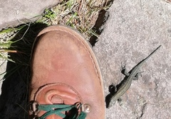 Tropidosaura gularis