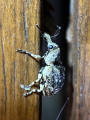 Anthribinae