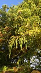 Taxodium mucronatum