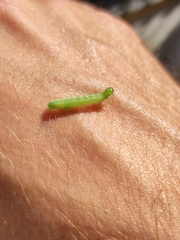 Chrysodeixis chalcites