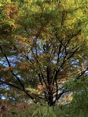 Taxodium mucronatum