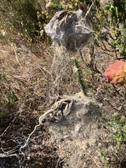 Stegodyphus dumicola