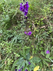 Verbascum phoeniceum